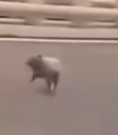 Part2 Animals Rescue #dogrescue #rescuedog #dogsofttiktok #foryoupage #foryou #dogs