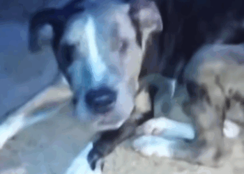 Part2 Animals Rescue #dogrescue #rescuedog #dogsofttiktok #foryoupage #foryou #dogs