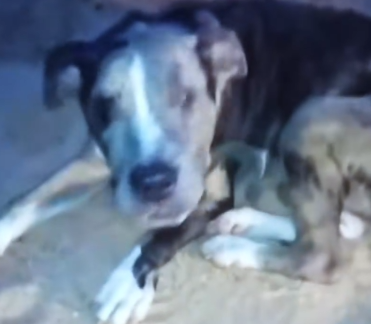 Part2 Animals Rescue #dogrescue #rescuedog #dogsofttiktok #foryoupage #foryou #dogs