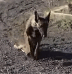 Part2 Animals Rescue #dogrescue #rescuedog #dogsofttiktok #foryoupage #foryou #dogs