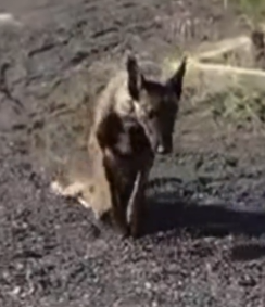 Part2 Animals Rescue #dogrescue #rescuedog #dogsofttiktok #foryoupage #foryou #dogs