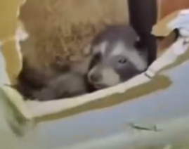 Half-dead animal saved in the nick of time_part2