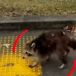 parte 484 rescue of a raccoon in difficulty and disabled I take him and adopt him❤️ #heroes#rescue#raccoon_part2