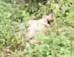 Part2 Animals Rescue #dogrescue #rescuedog #dogsofttiktok #foryoupage #foryou #dogs