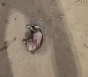 I found a newborn animal on the road.It turned out to be a puppy,_part2