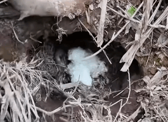 Rescue a puppy #animal #animalsoftiktok #rescueanimals #rescue #puppy #dog_part2