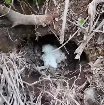 Rescue a puppy #animal #animalsoftiktok #rescueanimals #rescue #puppy #dog_part2