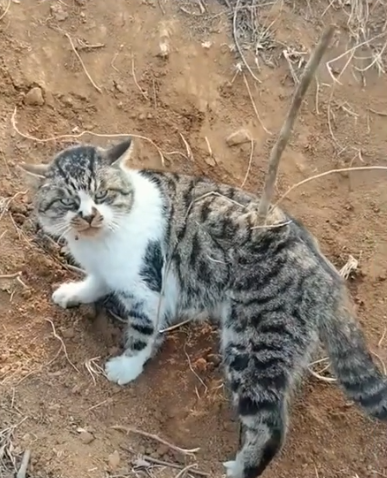 Rescue a cat that has fallen into a trap and then #rescue #animals_part2