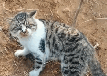 Rescue a cat that has fallen into a trap and then #rescue #animals_part2