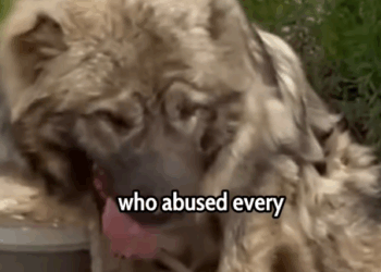 Her Owner Hurt Her Every Day… Until We Stepped In_part2