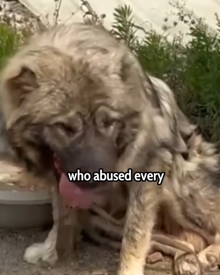Her Owner Hurt Her Every Day… Until We Stepped In_part2