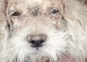 Part2.Animals Rescue #dogrescue #rescuedog #dogsofttiktok #foryoupage #foryou #dogs