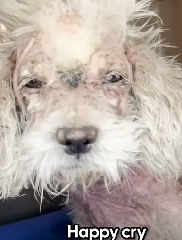 Part2.Animals Rescue #dogrescue #rescuedog #dogsofttiktok #foryoupage #foryou #dogs