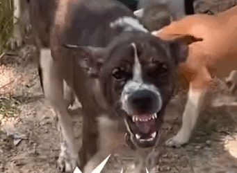 Mama Dog Who Wouldn’t Let Anyone Near Babies Finally Gets Rescued_part2