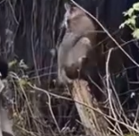 Rescue a bobcat #rescue #rescueanimals #animals #animalsoftiktok #bobcat_part2