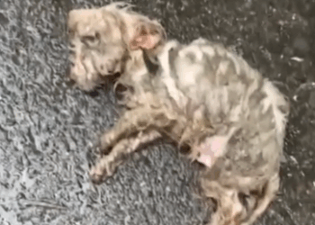 Picked up a dying puppy,luckily it’s strong #animals #animalrescue #rescue #animalsoftiktok #fyp_part2
