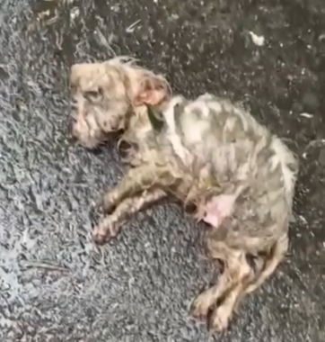 Picked up a dying puppy,luckily it’s strong #animals #animalrescue #rescue #animalsoftiktok #fyp_part2