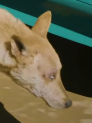 Mangey Blue-Eyed Dog Dumped On The Street_part2