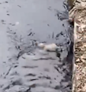 Mom and pup are reunited by a kind gentleman 🐶🐕🌊_part2