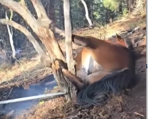 Hunters Rescue a Wild Horse_part2