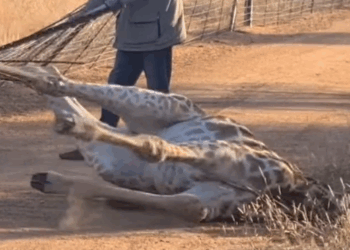 Saving A Giraffe Stuck In Fence_part2