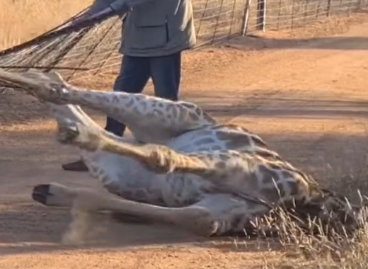 Saving A Giraffe Stuck In Fence_part2