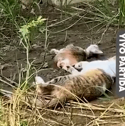 An Abandoned Kitten Finds Home 🐈💖🏡_part2