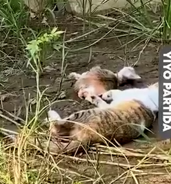 An Abandoned Kitten Finds Home 🐈💖🏡_part2