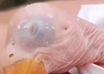 A Man Found New Hatched Parrot Abondoned On Ground_part2