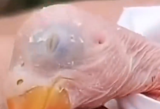 A Man Found New Hatched Parrot Abondoned On Ground_part2