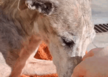 Part2 Animals Rescue #dogrescue #rescuedog #dogsofttiktok #foryoupage #foryou #dogs