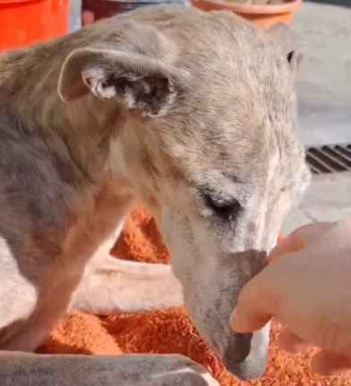 Part2 Animals Rescue #dogrescue #rescuedog #dogsofttiktok #foryoupage #foryou #dogs