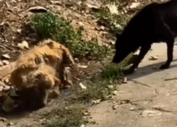 Part2 Animals Rescue #dogrescue #rescuedog #dogsofttiktok #foryoupage #foryou #dogs