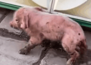 Kind girl rescued and adopted a poor piglet lost its mother #animal #rescueanimals_part2