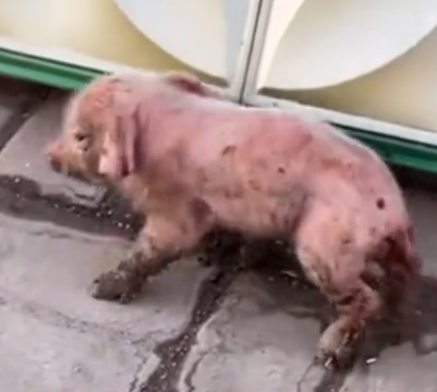 Kind girl rescued and adopted a poor piglet lost its mother #animal #rescueanimals_part2