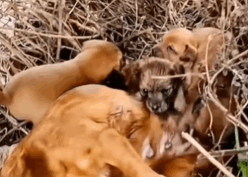 Her puppies were helpless, and their mother was fighting for life. #fbyシvideo #dog #rescuedog_part2