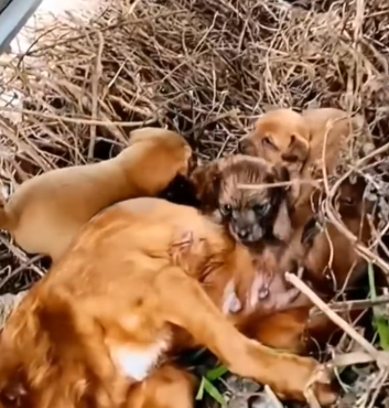 Her puppies were helpless, and their mother was fighting for life. #fbyシvideo #dog #rescuedog_part2