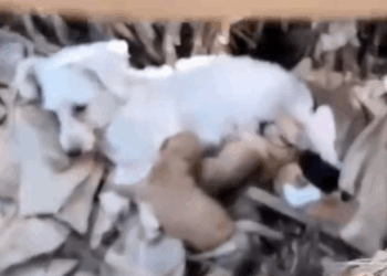 Midel of the forest rescue a dog family_part2