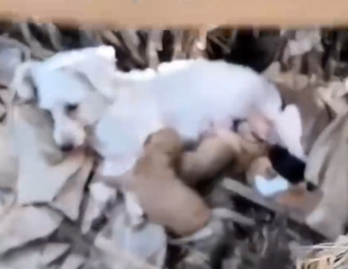 Midel of the forest rescue a dog family_part2