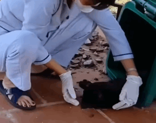 Rescing this black cat family._part2