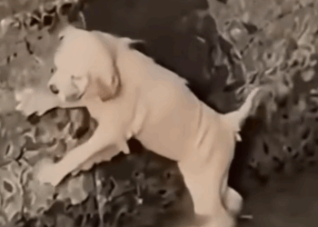 Part2 Animals Rescue #dogrescue #rescuedog #dogsofttiktok #foryoupage #foryou #dogs