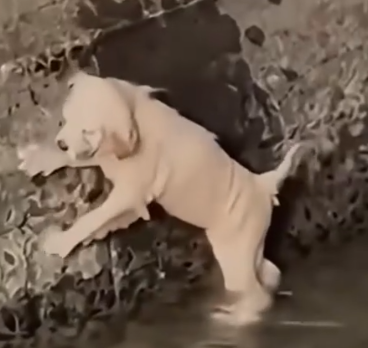 Part2 Animals Rescue #dogrescue #rescuedog #dogsofttiktok #foryoupage #foryou #dogs