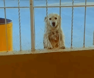 Part2 Animals Rescue #dogrescue #rescuedog #dogsofttiktok #foryoupage #foryou #dogs