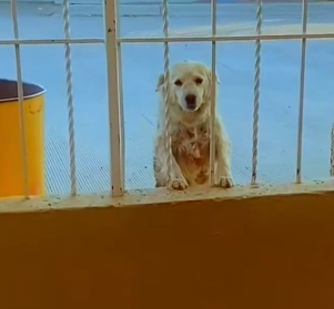 Part2 Animals Rescue #dogrescue #rescuedog #dogsofttiktok #foryoupage #foryou #dogs