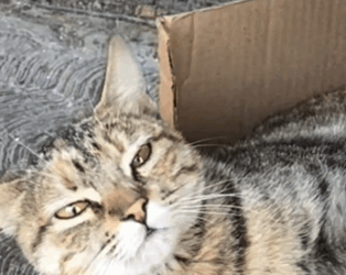 Part2 Animals Rescue #dogrescue #rescuedog #dogsofttiktok #foryoupage #foryou #dogs