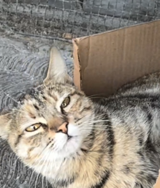 Part2 Animals Rescue #dogrescue #rescuedog #dogsofttiktok #foryoupage #foryou #dogs