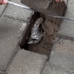 Rescue a cat #rescue #rescueanimals #animals #animalsoftiktok #cat #rescuecat_part2
