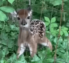 I adopted a little deer and was unexpectedly grateful to the entire_part2