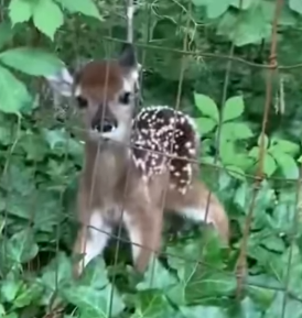 I adopted a little deer and was unexpectedly grateful to the entire_part2