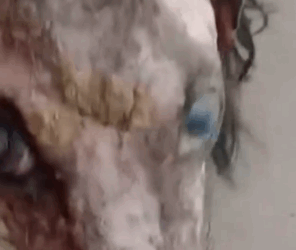 Part2 Animals Rescue #dogrescue #rescuedog #dogsofttiktok #foryoupage #foryou #dogs